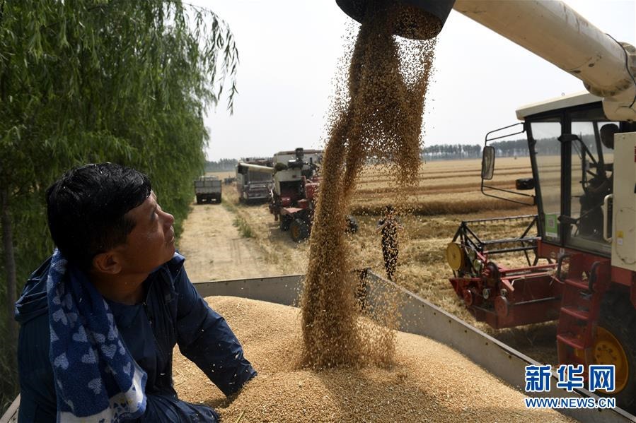 (社會(huì))(4)“糧王”開鐮收麥