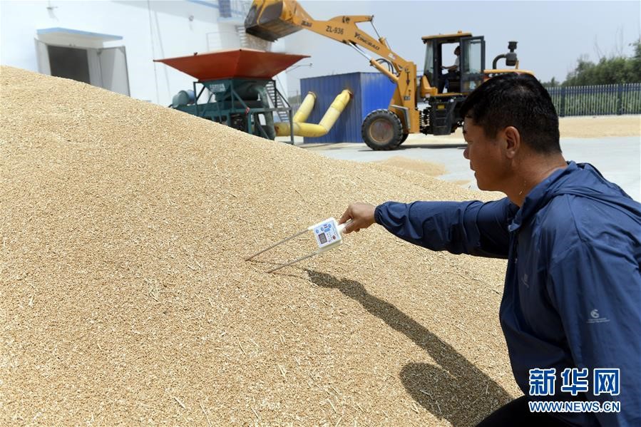 (社會(huì))(2)“糧王”開鐮收麥