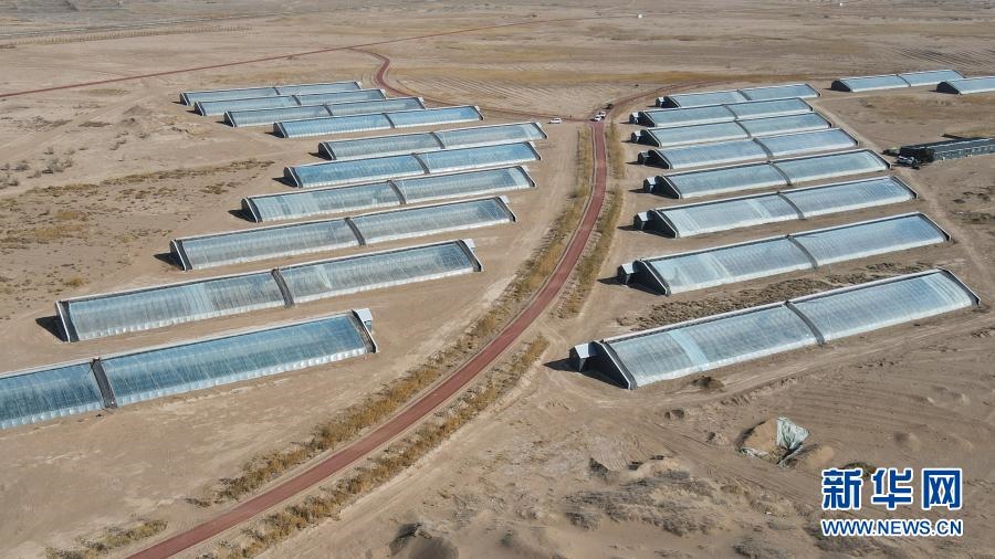 甘肅民勤:“沙鄉(xiāng)”興起現(xiàn)代農(nóng)業(yè)