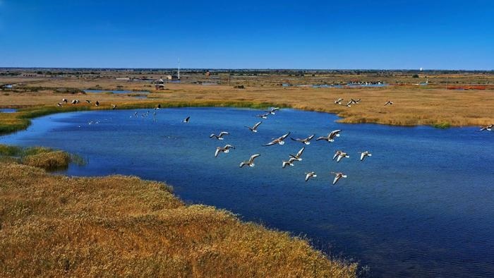 △黃河三角洲擁有天然蘆葦270平方公里，是東北亞內(nèi)陸和環(huán)西太平洋鳥類遷徙重要的“中轉(zhuǎn)站”、越冬地和繁殖地。(總臺央視記者李煒、程鋮拍攝)