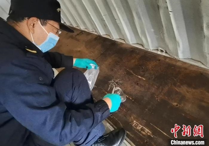 張家港海關(guān)工作人員截獲捕鳥蛛?！⊥踅〕?攝