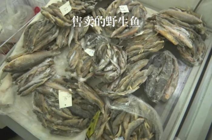 2021年12月6日，督察組現(xiàn)場(chǎng)隨機(jī)抽查發(fā)現(xiàn)，保護(hù)區(qū)附近餐館仍然存在非法經(jīng)營(yíng)野生河魚(yú)的問(wèn)題