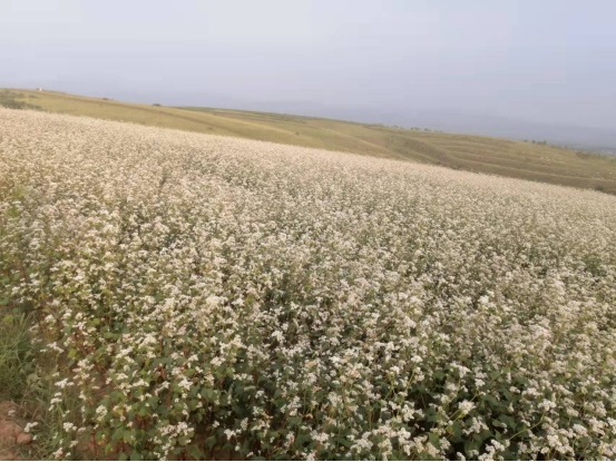 1648440711390169.png 黃合少鎮(zhèn)蘇計村小雜糧加工基地簡介(4)(1)1205.png