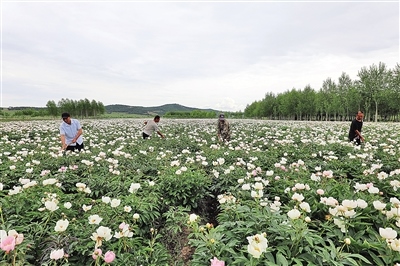 1656556811551495.jpeg cbdeeaf1f2510a6572ae337faf6e39d1.jpeg