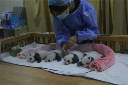 成都大熊貓繁育研究基地成立于1987年，先后攻克了大熊貓人工飼養(yǎng)與管理、繁殖與育幼、疾病防控與種群遺傳管理等關(guān)鍵技術(shù)難題，建成全球最大的大熊貓人工繁育遷地保護(hù)種群，數(shù)量達(dá)230余只。（圖片來(lái)源：成都大熊貓繁育研究基地網(wǎng)站）