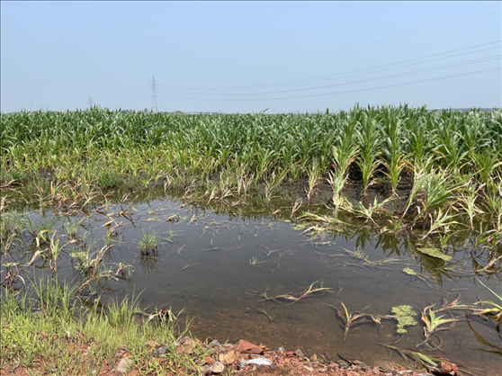 復(fù)墾過(guò)后仍有地塊積水(中國(guó)之聲記者江曉晨 攝)
