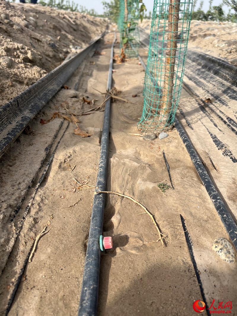 水肥一體化滴灌技術(shù)，可極大節(jié)約用水量。人民網(wǎng)記者 常雪梅攝