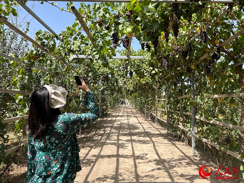 新疆閩龍達(dá)干果產(chǎn)業(yè)有限公司內(nèi)種植的葡萄。人民網(wǎng)記者 常雪梅攝