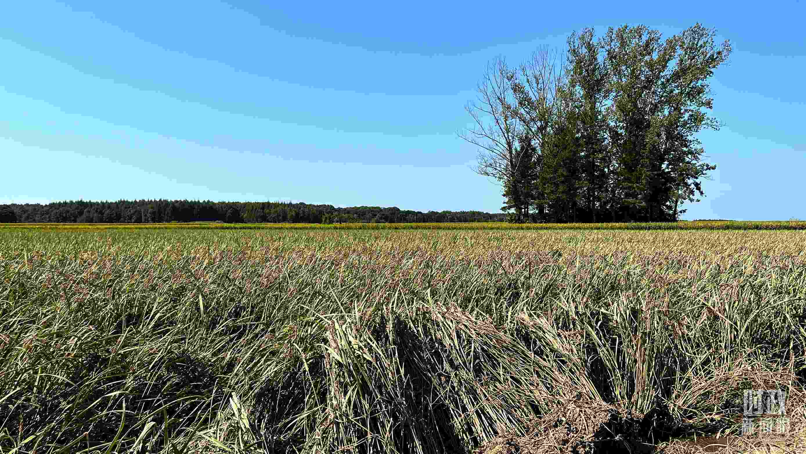 △龍王廟村遭受洪澇災(zāi)害的農(nóng)田。（總臺(tái)央視記者邢彬拍攝）