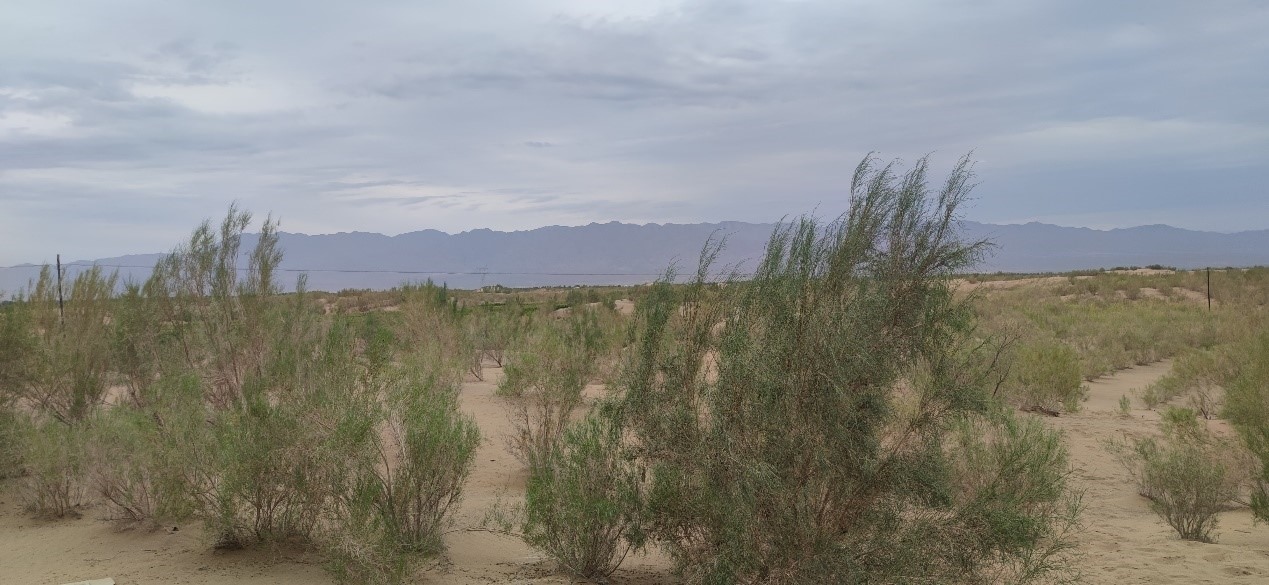 曾經(jīng)的荒漠現(xiàn)已被大面積梭梭林覆蓋。張璐璐 攝