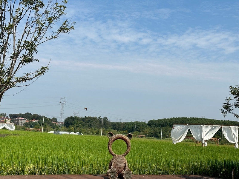 林語未來村打造農(nóng)家畈田園綜合體。人民網(wǎng) 王紹紹攝