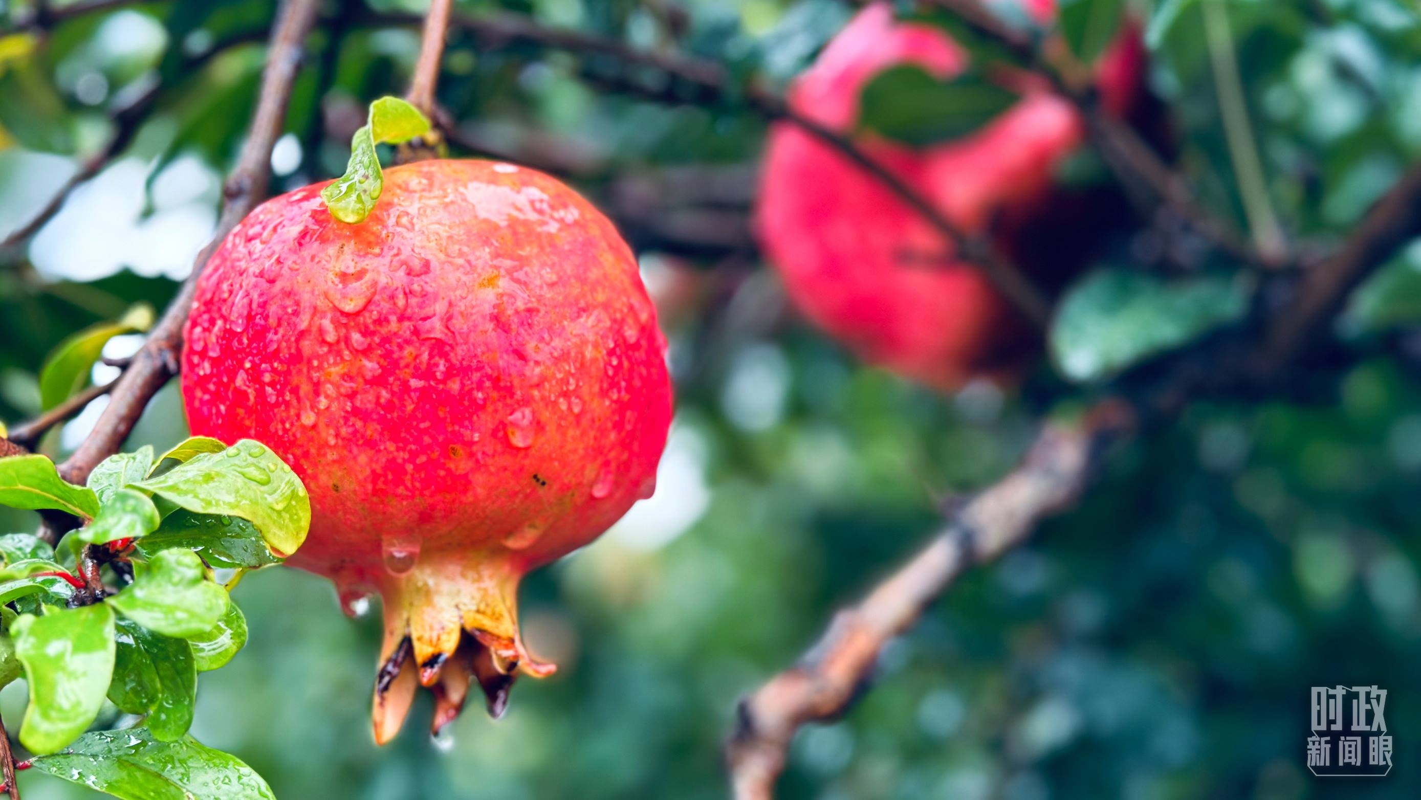 △一場秋雨過后，石榴更顯晶瑩。（總臺央視記者李輝、范一鳴拍攝）