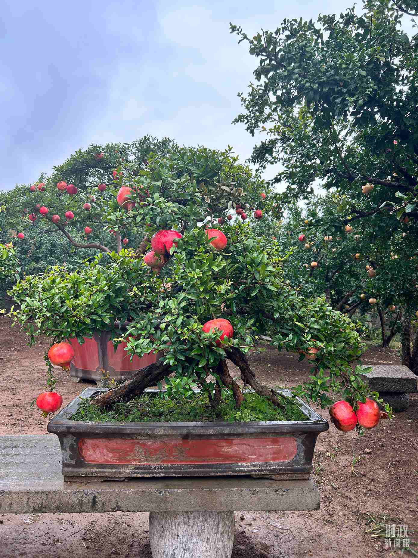 △冠世榴園內(nèi)的石榴盆栽。（總臺央視記者黎兵拍攝）