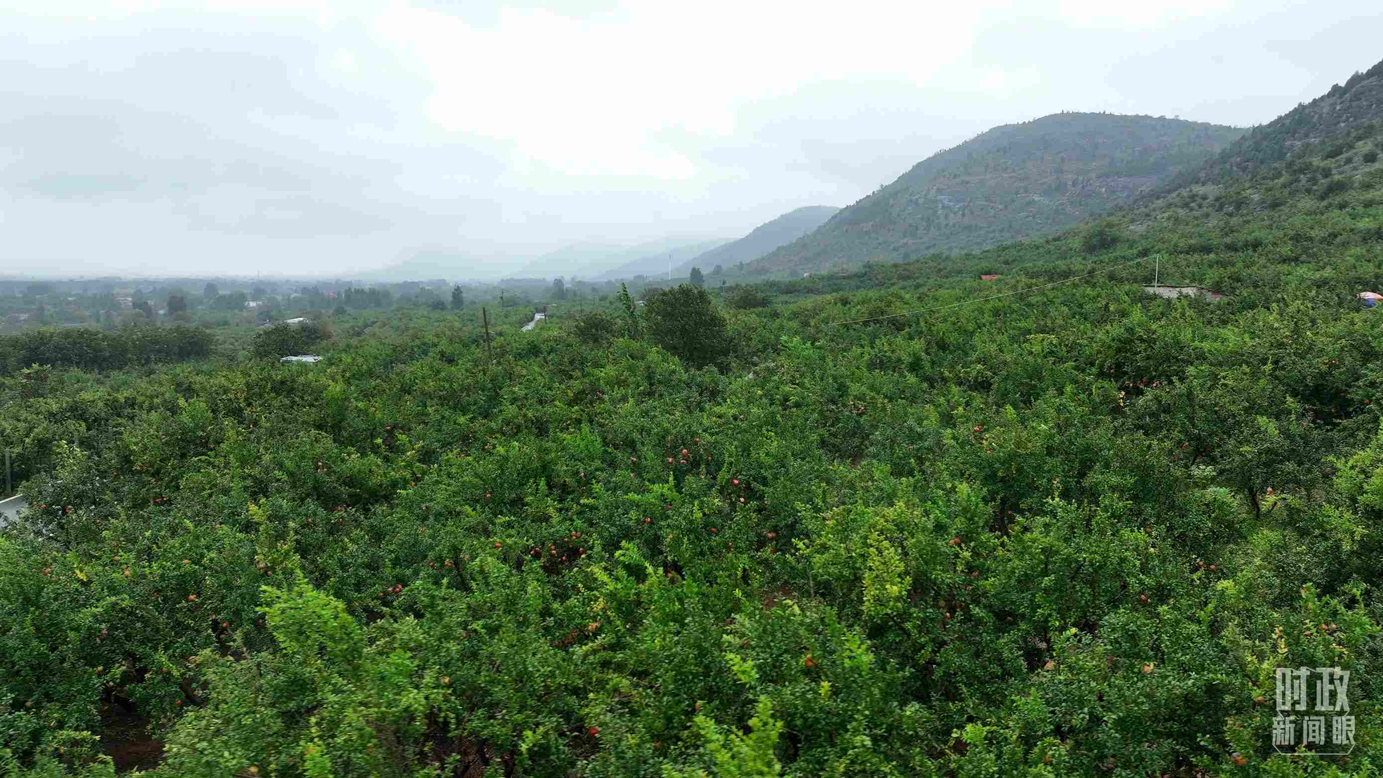 △山東棗莊冠世榴園。（總臺記者韓森、張鵬拍攝）