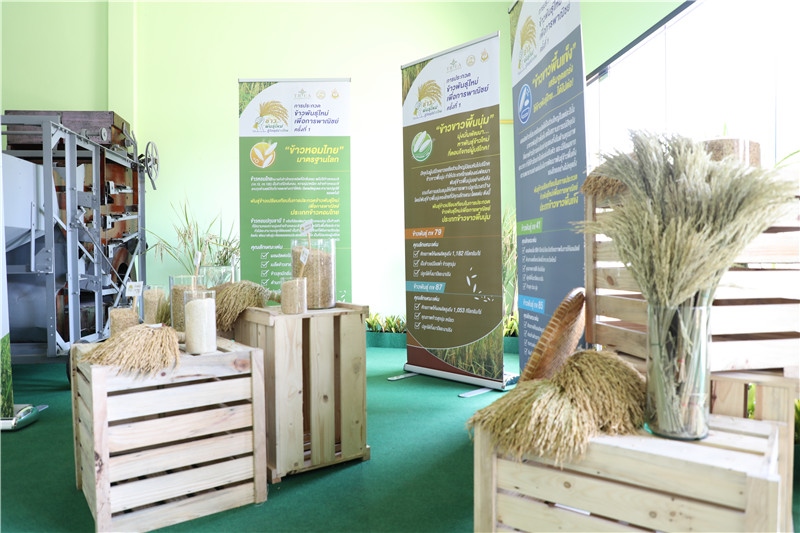 圖為泰國農(nóng)業(yè)與合作社部培育的優(yōu)質(zhì)稻種。泰國商務(wù)部供圖