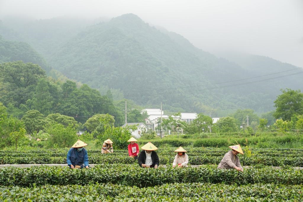2022年5月11日，村民在大灣村生態(tài)茶園內(nèi)采摘茶葉。新華社記者杜宇攝