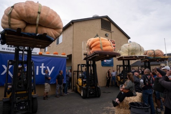  10月9日，在美國加利福尼亞州圣馬特奧縣半月灣舉行的南瓜稱重大賽現(xiàn)場，人們圍觀參賽的南瓜。新華社發(fā)（李建國攝）