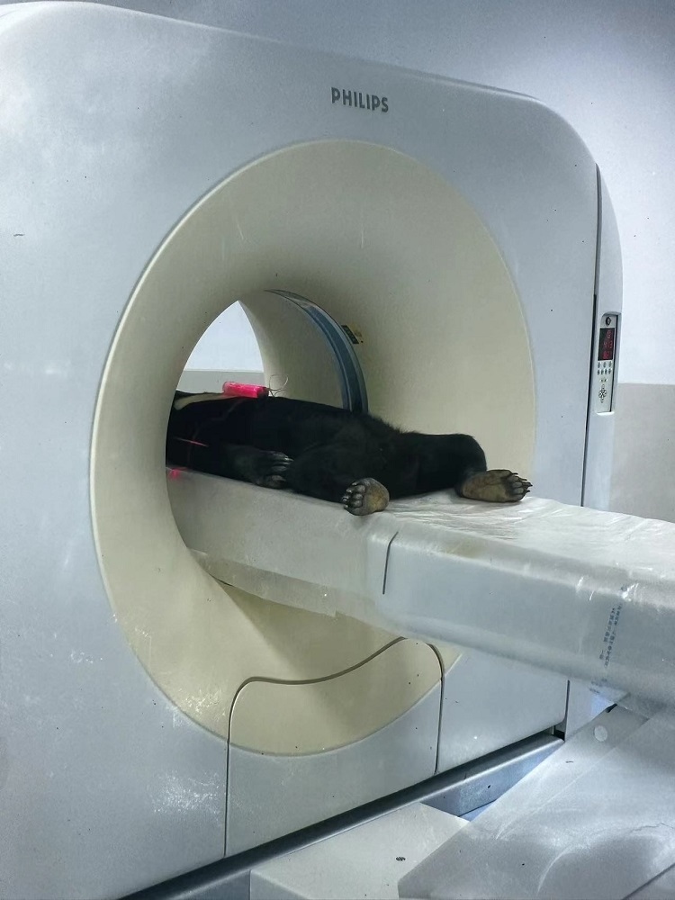 長隆野生動物世界的動物醫(yī)院內(nèi)，馬來熊在做核磁共振檢查。人民網(wǎng)記者 李舫攝