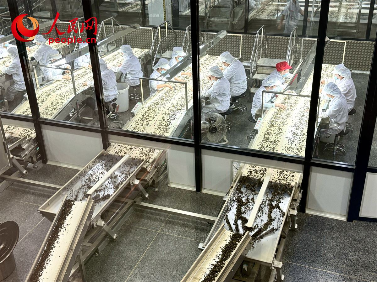 工人在對茶葉進(jìn)行目視揀剔。人民網(wǎng)記者 劉微攝
