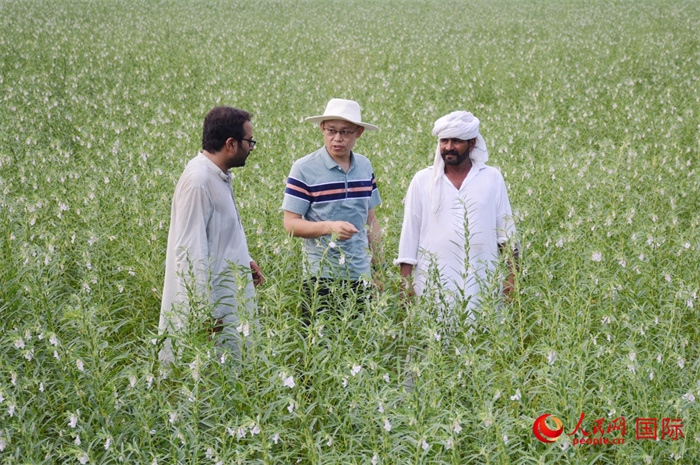 中巴經(jīng)濟(jì)走廊農(nóng)業(yè)合作中心負(fù)責(zé)人席建龍（中）與巴基斯坦當(dāng)?shù)剞r(nóng)戶在芝麻種植園交流作物生長(zhǎng)情況。人民網(wǎng)記者薩義德·邁赫迪攝