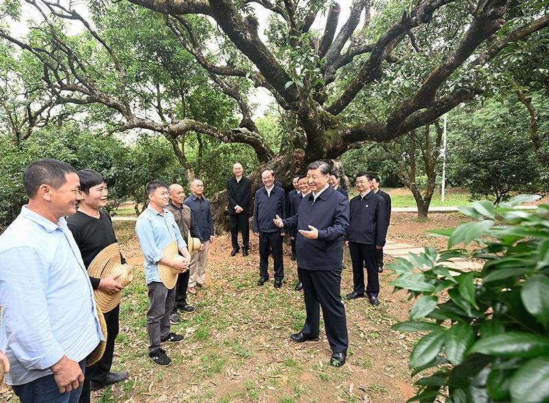 2023年4月11日，習(xí)近平總書記在廣東茂名柏橋村荔枝種植園，同現(xiàn)場(chǎng)技術(shù)人員親切交流。