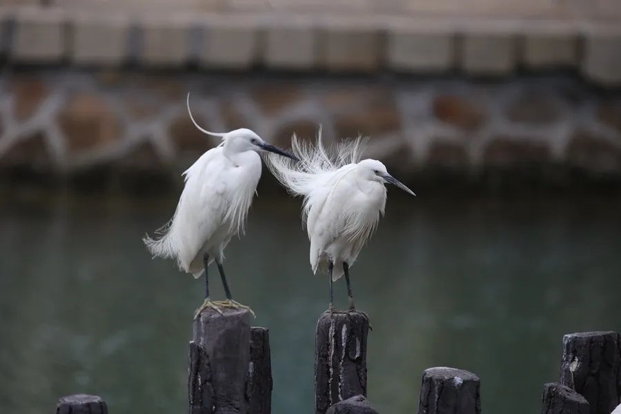 筼筜湖白鷺。人民網(wǎng)記者 陳博 攝