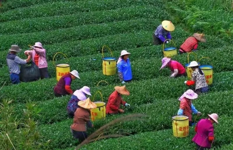 △軍營(yíng)村茶農(nóng)在茶園采茶。