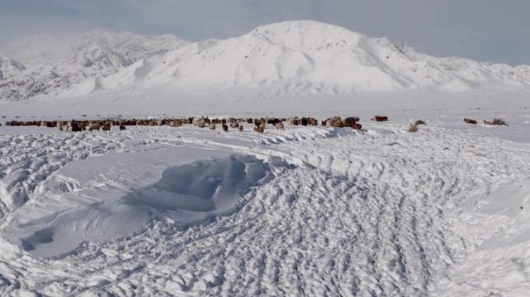 蒙古國近日發(fā)生雪災。圖片來源：蒙政府網站