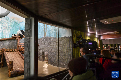 3月8日，人們?cè)诙砹_斯莫斯科動(dòng)物園觀看大熊貓“喀秋莎”（左）和媽媽“丁丁”。新華社記者 曹陽(yáng) 攝