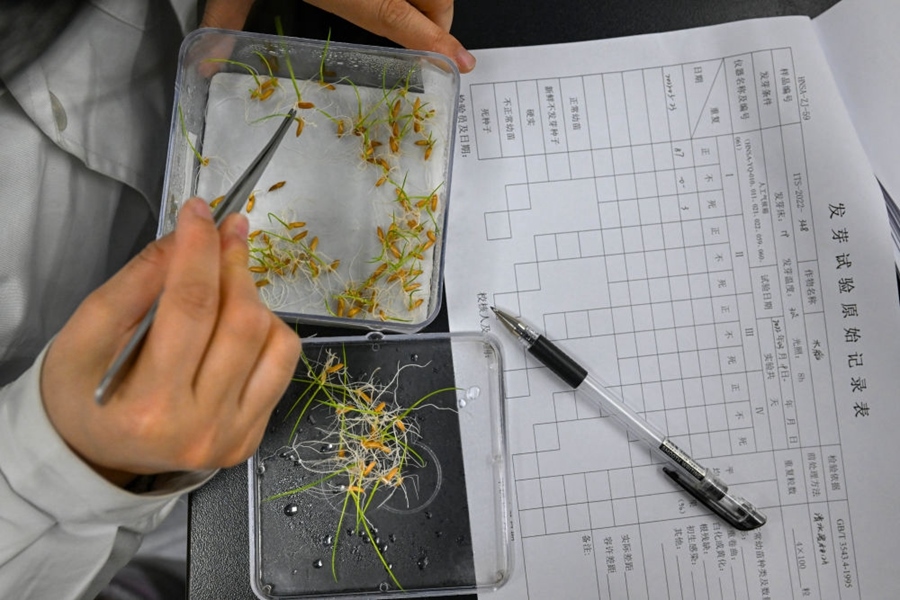 2022年3月23日，在湖南省農(nóng)作物種質(zhì)資源庫(kù)實(shí)驗(yàn)室，檢測(cè)員對(duì)保存的水稻種子進(jìn)行發(fā)芽試驗(yàn)檢測(cè)。