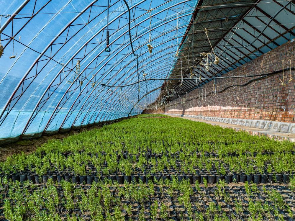 △內(nèi)蒙古一苗圃正在育苗。今年內(nèi)蒙古將投資2200萬元保障“三北”工程種苗供應(yīng)，助力打好“三北”工程攻堅戰(zhàn)。