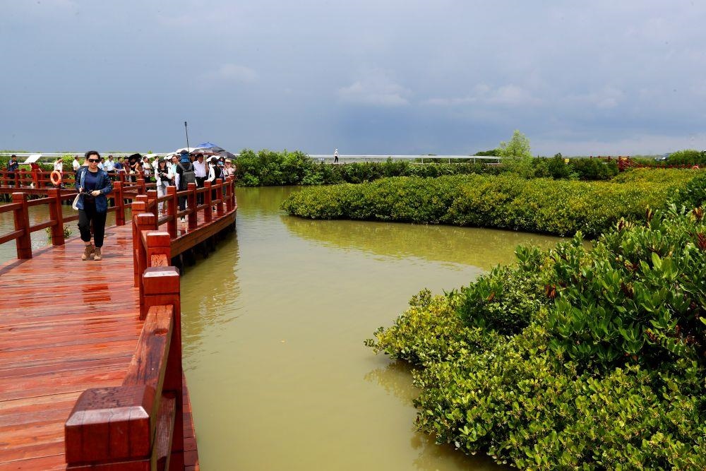 △2023年6月13日，人們?cè)趶V東湛江市麻章區(qū)金牛島觀賞紅樹林。