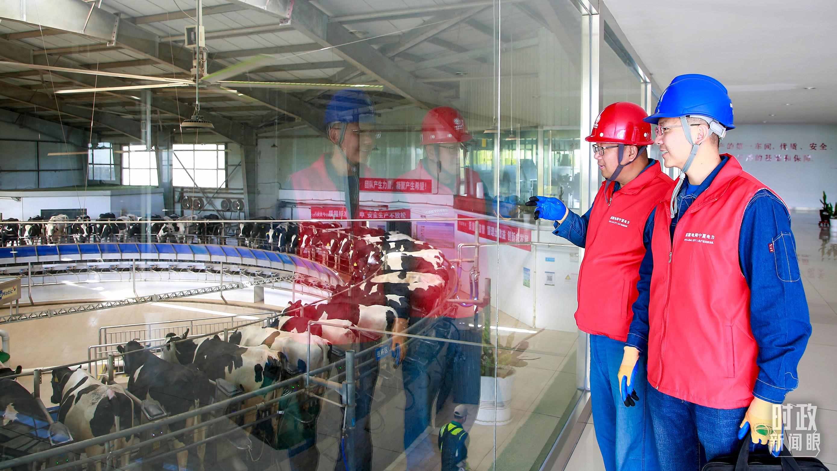  △寧夏銀川，電力員工深入奶牛養(yǎng)殖企業(yè)，助力數(shù)智化養(yǎng)殖。（圖/視覺中國）