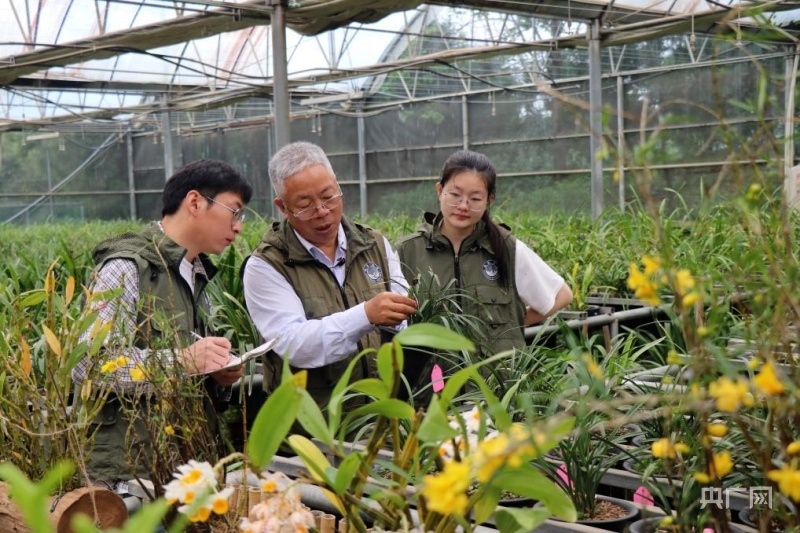 楊柏云（左二）向學生講解蘭花生長特性（央廣網(wǎng)記者 劉培俊 攝）