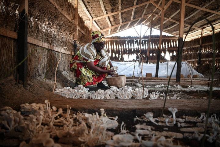 2024年2月6日，在中非共和國達馬拉，法蒂瑪在菇棚內收獲菌草菇。2022年，法蒂瑪在聽說中國菌草專家在班吉傳授技術后主動前往學習，從一間小菌棚起步，逐漸擴大為如今小有名氣的合作社。新華社記者 韓旭 攝