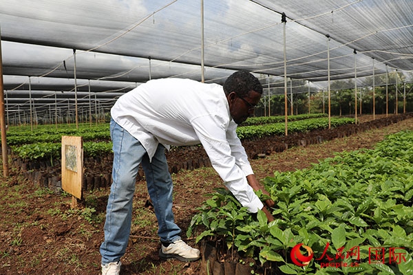 農(nóng)場協(xié)調(diào)員艾哈邁德·耶曼正在檢查咖啡幼苗。人民網(wǎng)記者 沈小曉攝