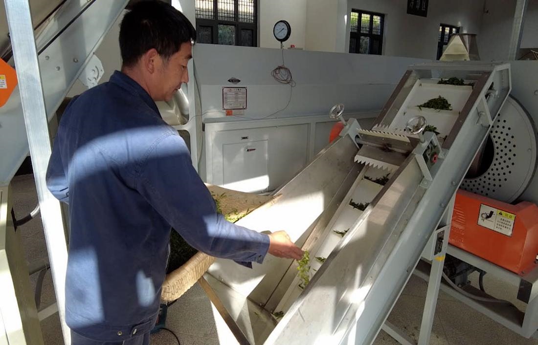  茶廠工人正在查看茶青質(zhì)量。 受訪者供圖