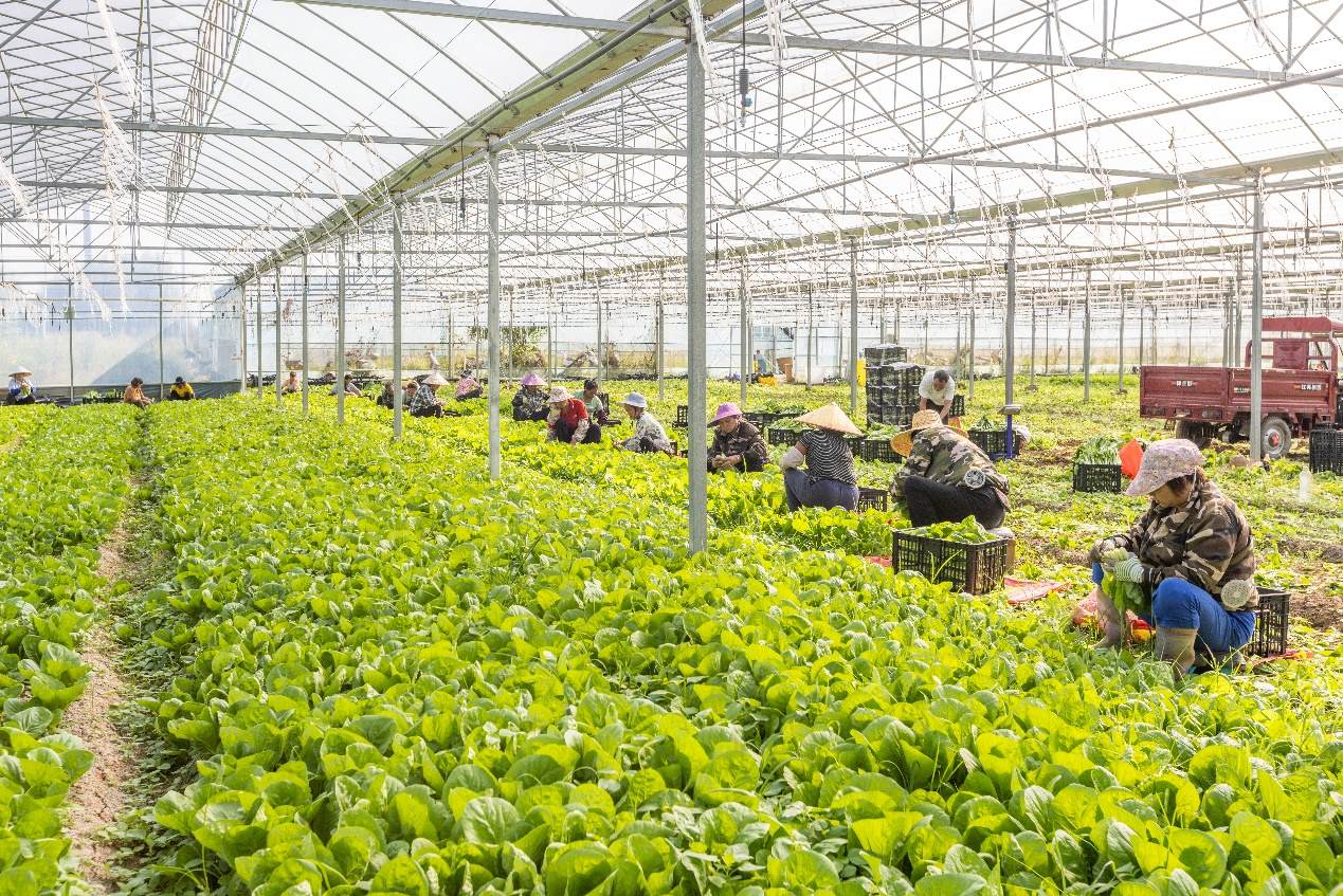 2024年10月8日，在廣西梧州市蒙山縣文圩鎮(zhèn)大明村一個大棚蔬菜基地內(nèi)，民工在采摘、包裝包心菜，準備運銷外地。來源：人民圖片