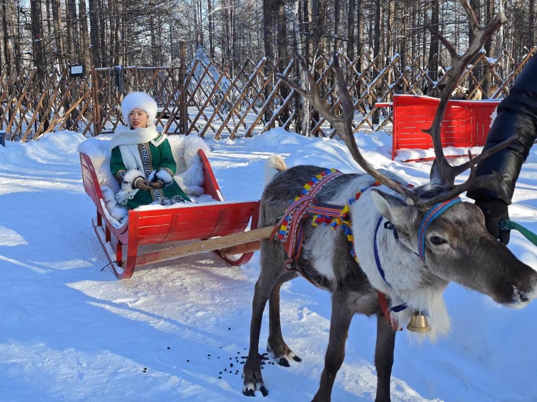 游客體驗馴鹿拉雪橇。人民網(wǎng)記者 苗陽攝